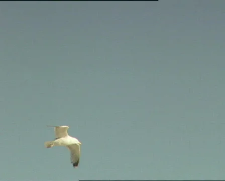 Seagull Stock Footage 299631