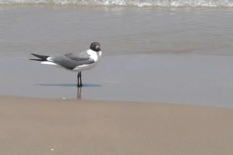 Seagull Stock Footage 509374