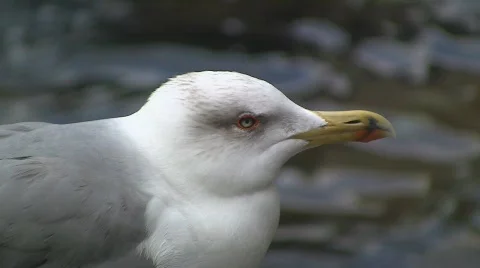 Seagull Stock Footage 531491