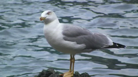 Seagull Видео 531517