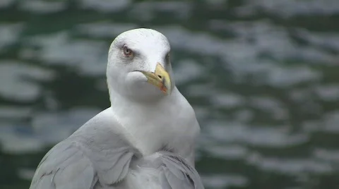 Seagull Stock Footage 531586