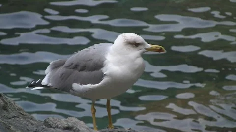 Seagull 库存影片 531941