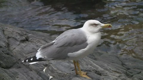 Seagull Stock Footage 532015