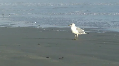 Seagull Stock Footage 609572