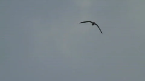 Seagull 動画素材 794479
