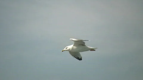 Seagull Stock Footage