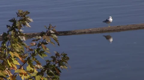 Seagull Stock Footage 881175