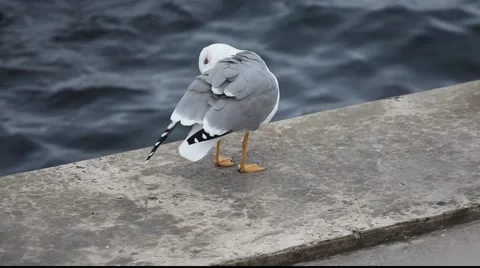 Seagull Stock Footage 920679