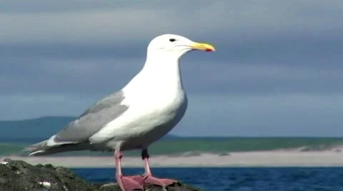 Seagull Stock Footage 2708092