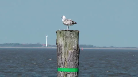 Seagull 스톡 동영상 4153610