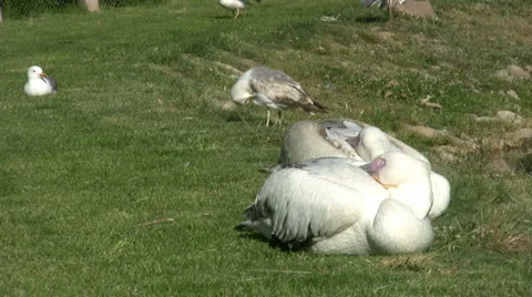 Seagull Stock Footage 5032985