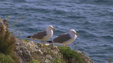 Seagull Stock Footage 5442629