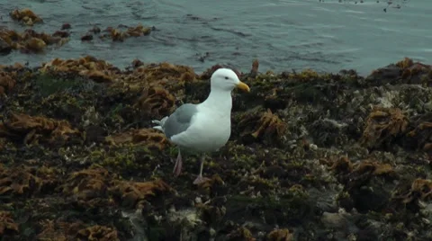 Seagull Stock Footage 7743874