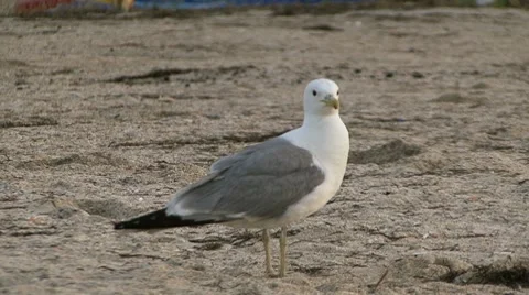 Seagull 動画素材 7904149