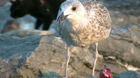 Seagull Stock Footage 8626685