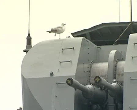 Seagull Stock Footage 8956812