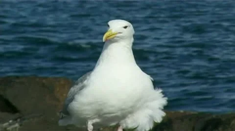 Seagull Stock Footage 8987587