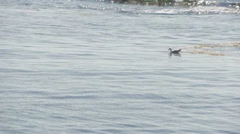 Seagull Stock Footage 11880504