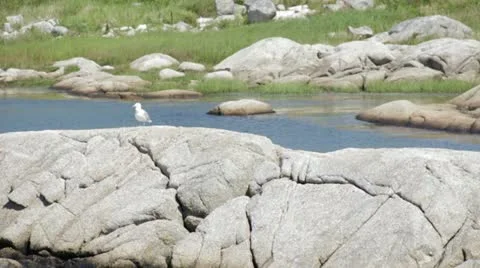 Seagull Vidéo 11881480