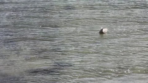 Seagull Vidéo 11886395