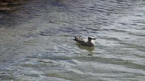 Seagull Vidéo 11886507