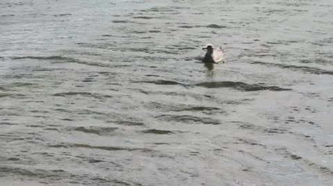 Seagull Stock Footage 11886534