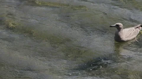 Seagull Vidéo 11886976