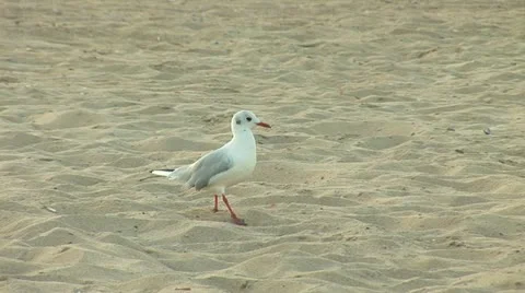 Seagull a Stock Footage 11956230