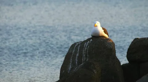 Seagull Stock Footage 12359843