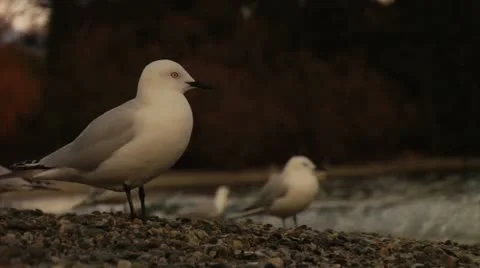 Seagull Stock Footage 12759343