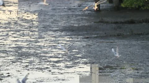 Seagull Stock Footage 18124276