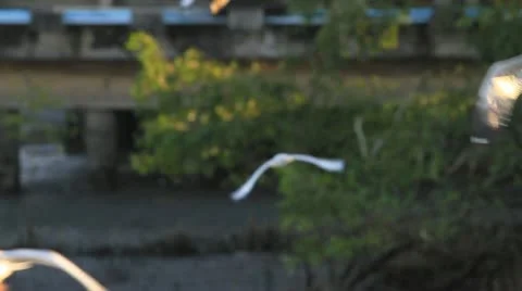 Seagull Stock Footage 18127547