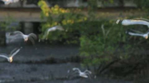 Seagull Stock Footage 18128708
