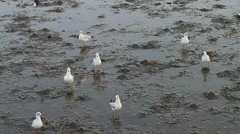 Seagull Видео 18131107