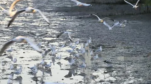Seagull Stockbeeldmateriaal 18133288