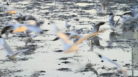 Seagull Stock Footage 18135027