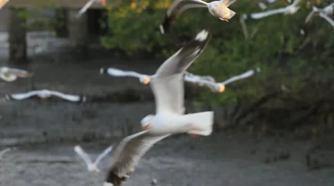 Seagull Stock Footage 18136394