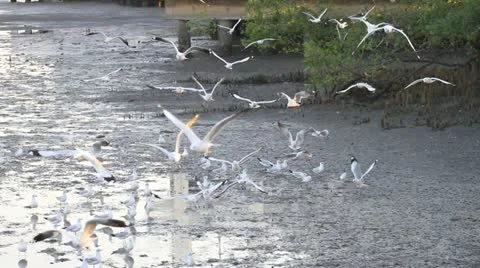 Seagull Stock Footage