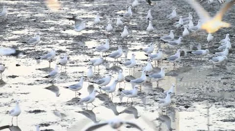 Seagull Stock Footage