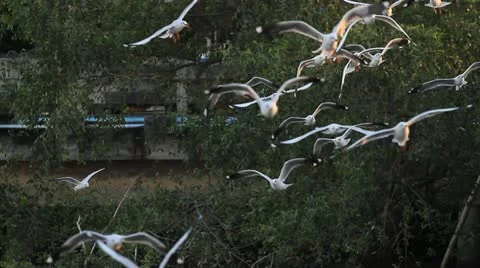 Seagull Stock Footage