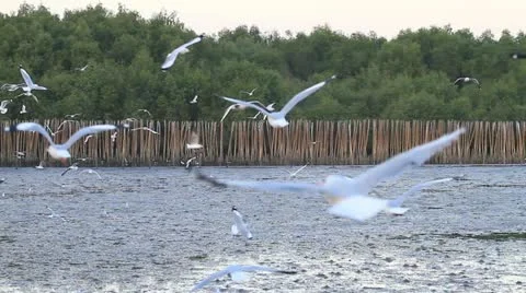 Seagull Stock Footage 18161231