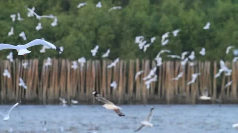 Seagull Vídeo Stock 18161812