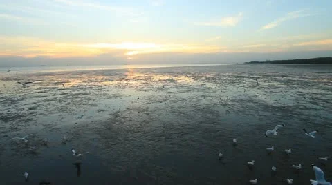 Seagull 스톡 동영상 18164058