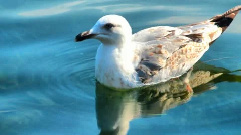 SEAGULL 스톡 동영상 18563544