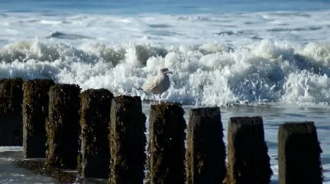 Seagull 库存影片 20450661