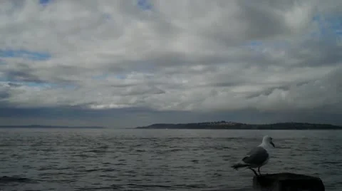 Seagull Видео 20483219