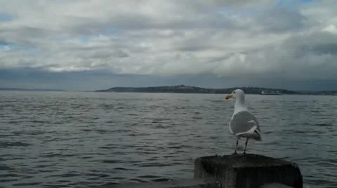 Seagull Видео 20483220