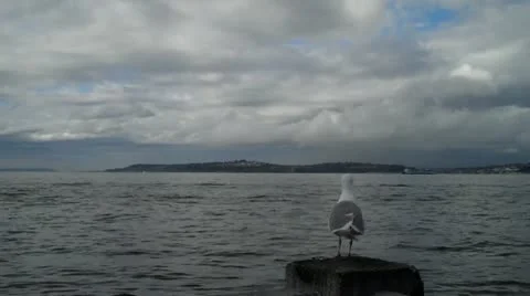 Seagull Видео 20483225