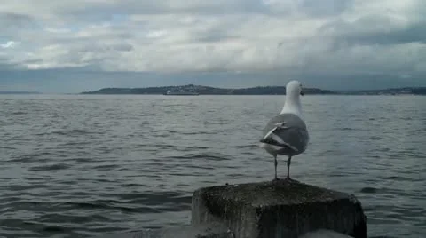 Seagull Видео 20483226