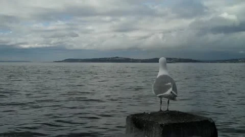 Seagull Видео 20483229
